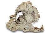 Agatized Fossil Coral Slab - Florida #250929-1